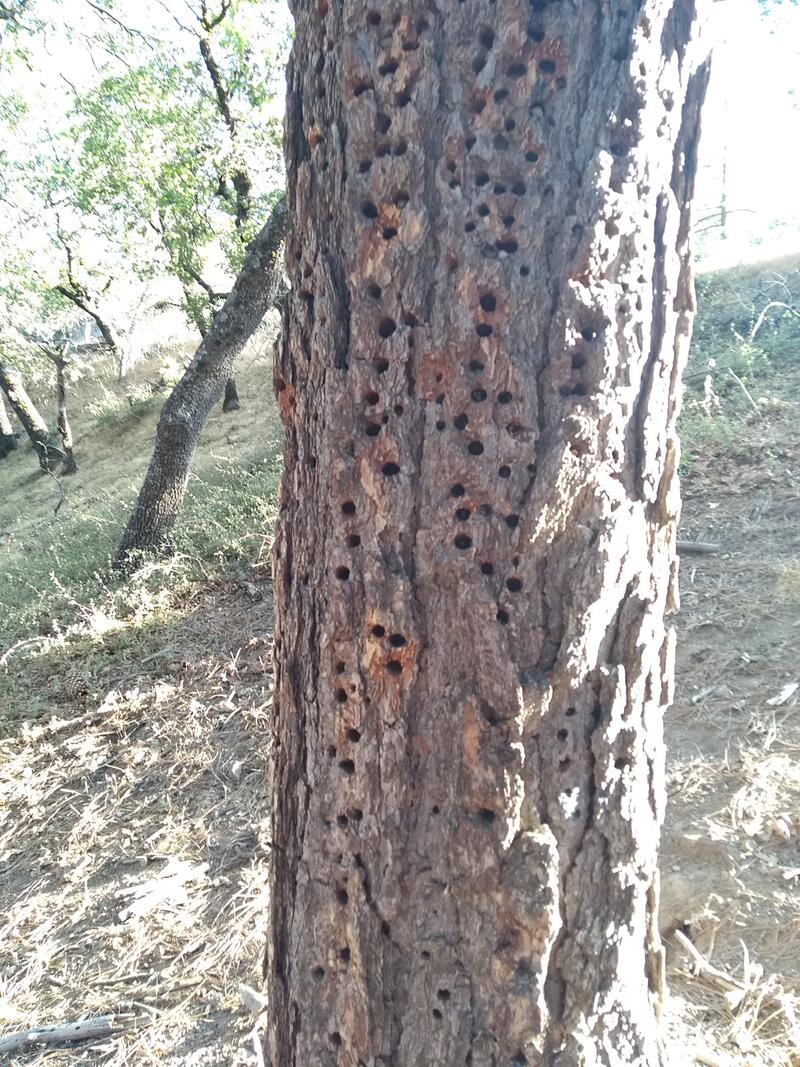 Arbre attaqué par des insectes