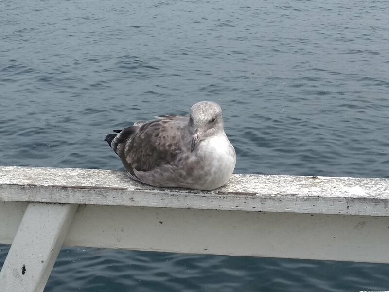 Mouette rieuse