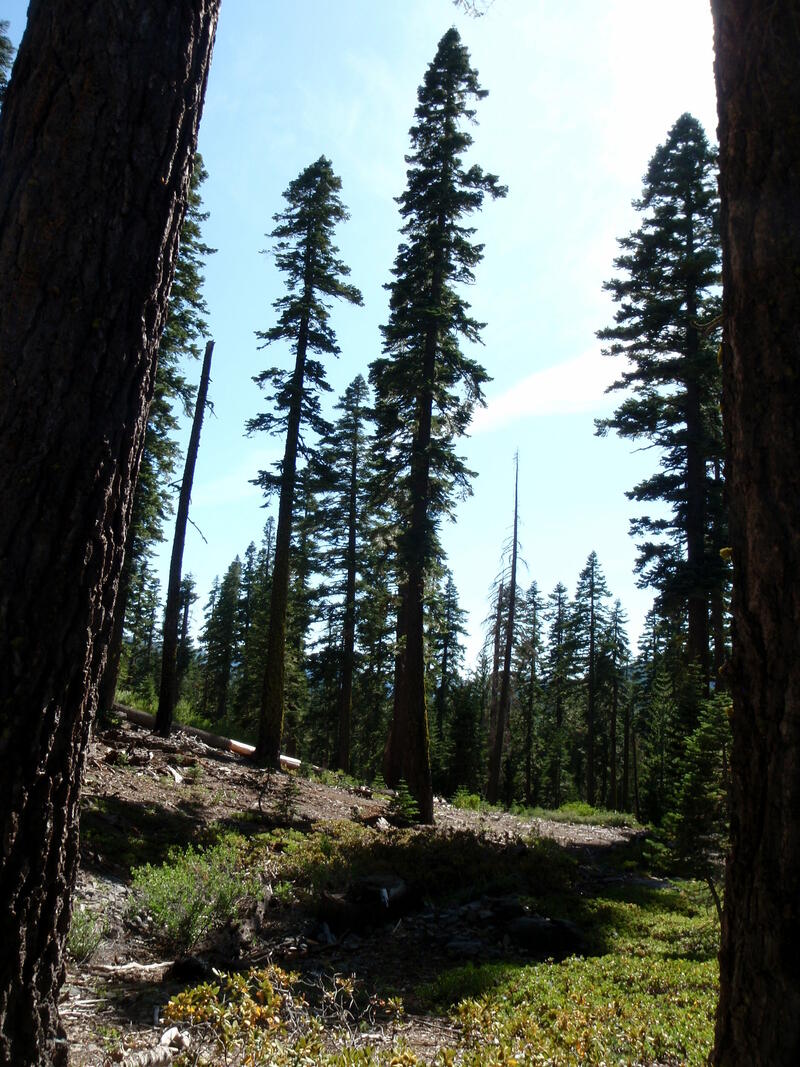 Forêt au dessus de Tahoe