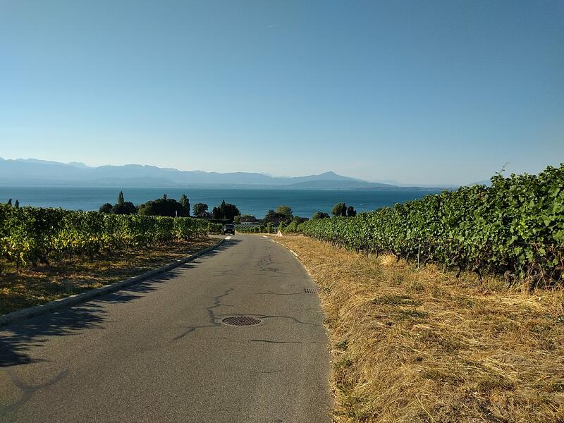 Descente à travers les vignes