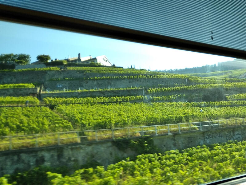 Lavaux Vineyards