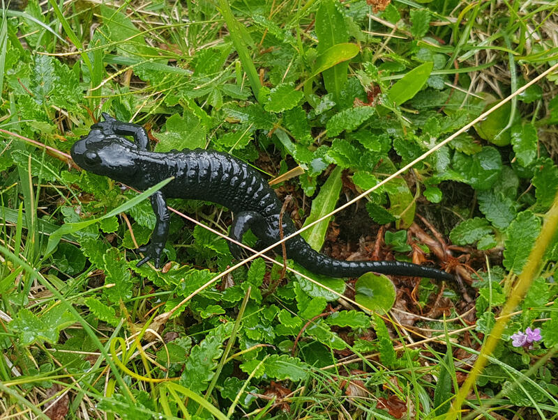 Salamander in the wild