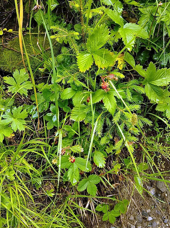 Strawberries!